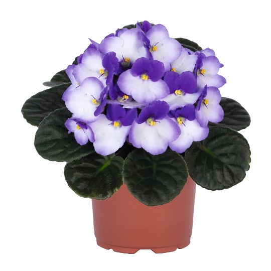 Maxi Blue Bicolor 2025