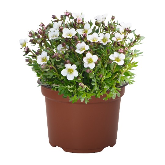 Scenic White Blush