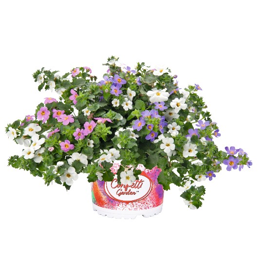 Confetti Garden® Coconut Coast