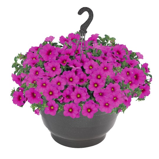 Bloomtastic Hot Pink