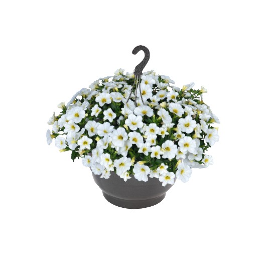 Bloomtastic White