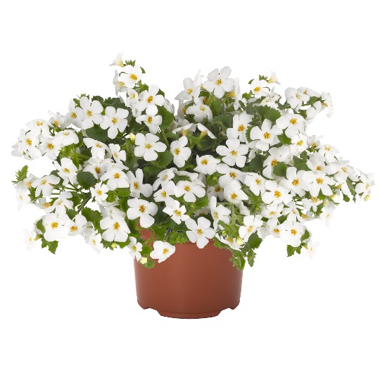 Bahia White