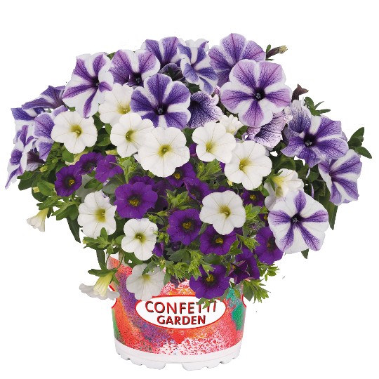 Confetti Garden® Speedy Blue