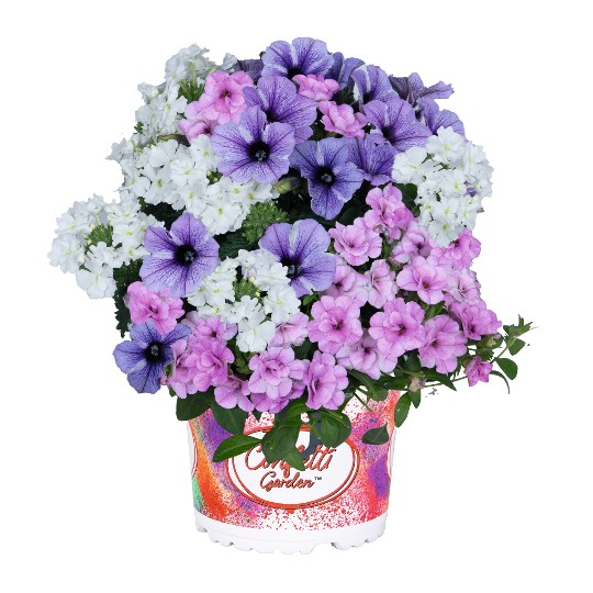 Confetti Garden® Blueberry Cake