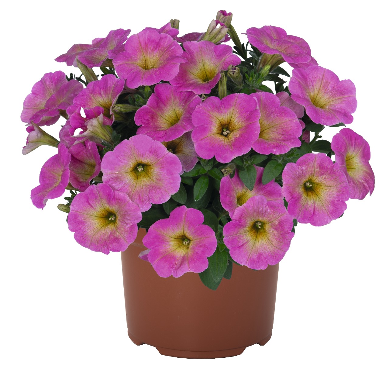 Sweetunia® Baby Pink (Intrinsa) - Products - Dümmen Orange