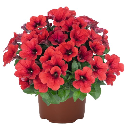 Sweetunia® Red (Intrinsa)