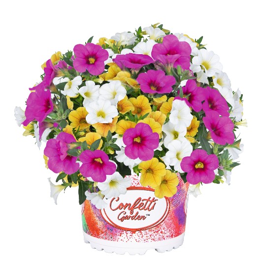 Confetti Garden® Hawaiian Hana 2027