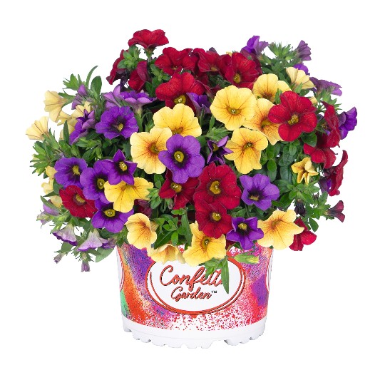 Confetti Garden® Hawaiian Hilo 2026