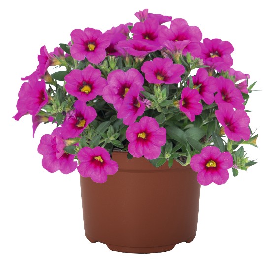 Aloha Kona Hot Pink 2027