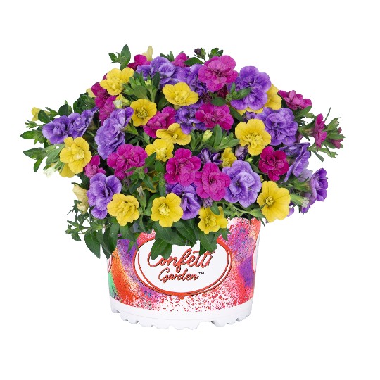 Confetti Garden® MyColour Clash 2027