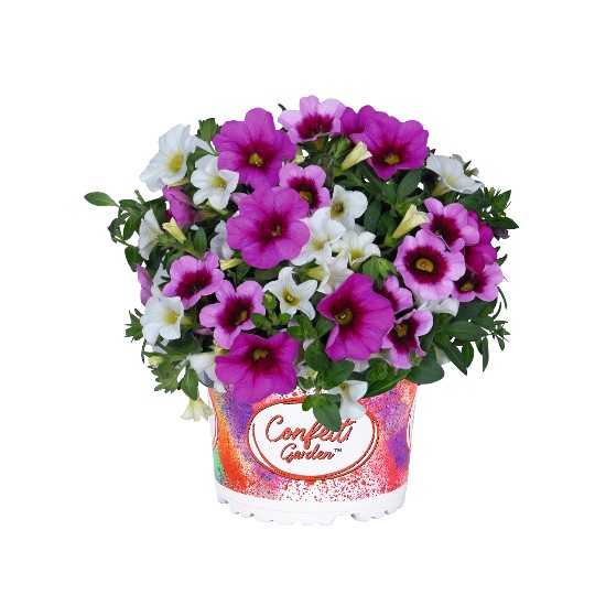 Confetti Garden® Hawaiian Pink Fusion 2025
