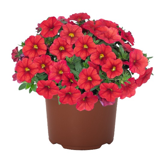 Aloha Kona Red