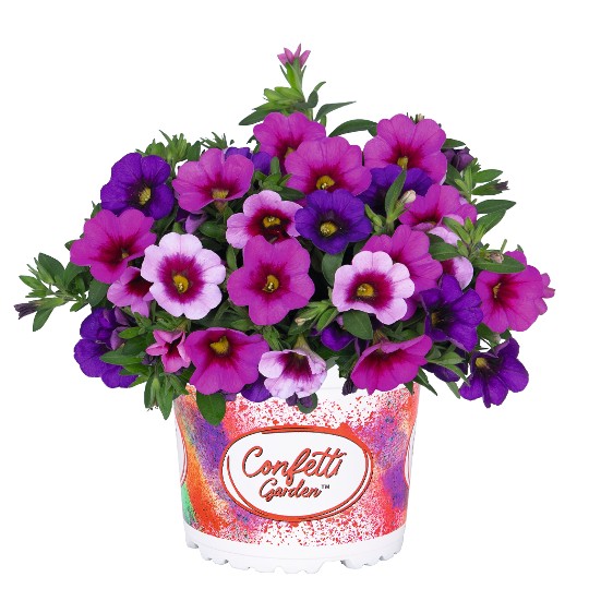 Confetti Garden® Hawaiian Flamingo