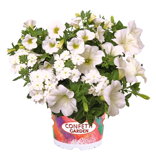 Confetti Garden® White Win