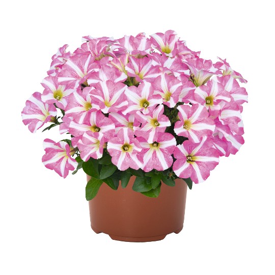 Peppy® Rose (Intrinsa)