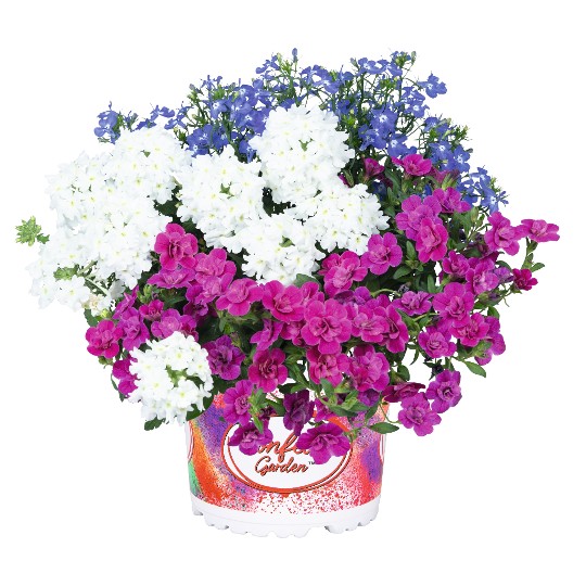Confetti Garden® Waterfall 2026