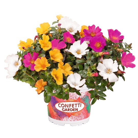 Confetti Garden® Cupcake Night