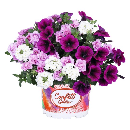 Confetti Garden® Plum Cake