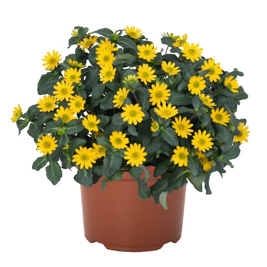 Sunvy Trailing Yellow 2026