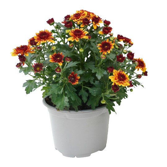 Banquet Red Bicolor
