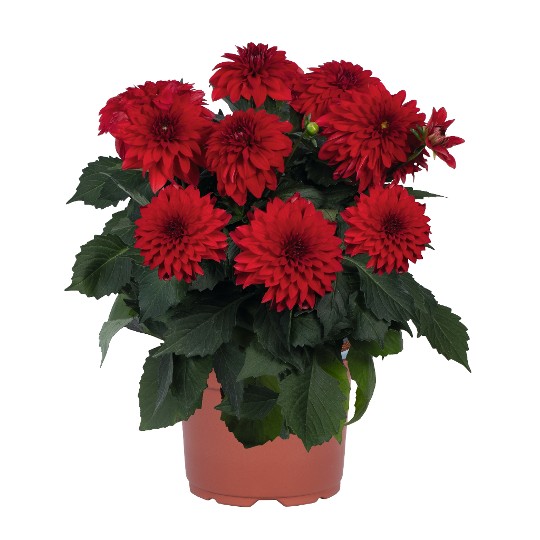 Hypnotica® Red 241