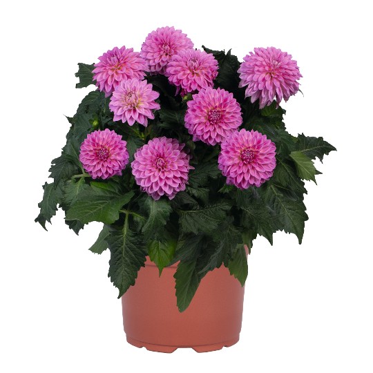 Hypnotica® Pink 101