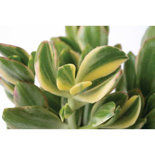 Crassula ovata Variegata