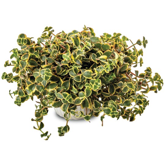 Crassula pellucida Variegata