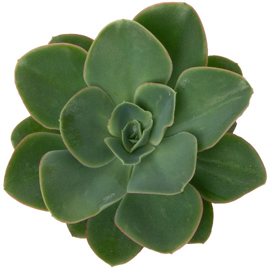 Echeveria Emerald Ocean