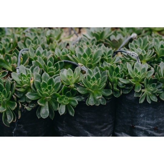 Echeveria Glaze