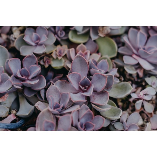 Echeveria Pearl of Neurenberg