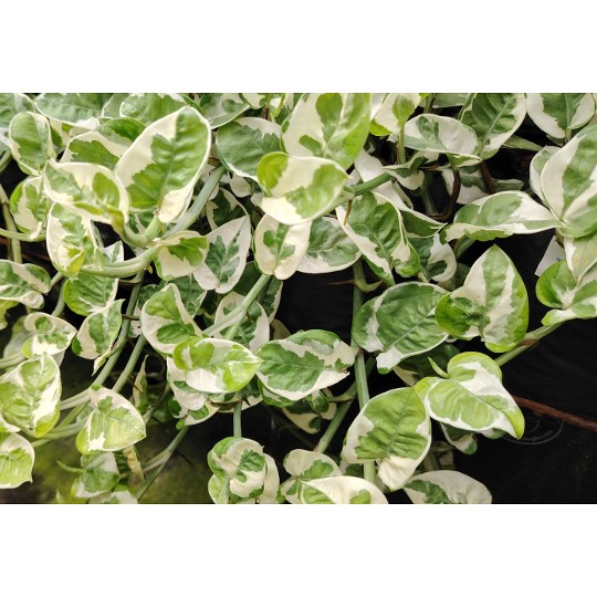 Pothos Pearls & Jade®