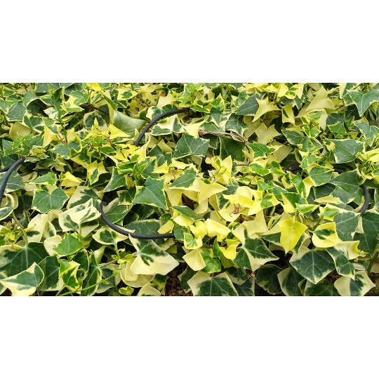 Senecio Variegated Wax Ivy