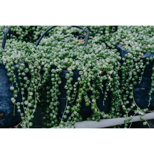 Senecio Variegated String of Pearls