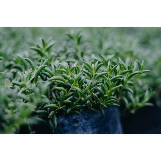 Senecio String of Bananas