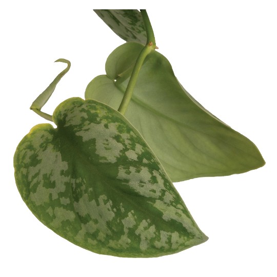 Scindapsus Silver Splash