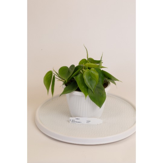 Philodendron Cordatum