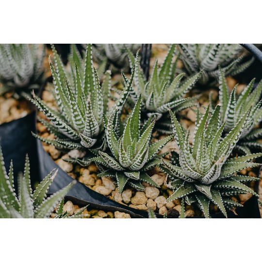 Haworthia Barcelona