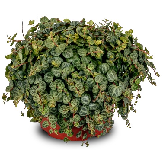 Peperomia String of Turtles