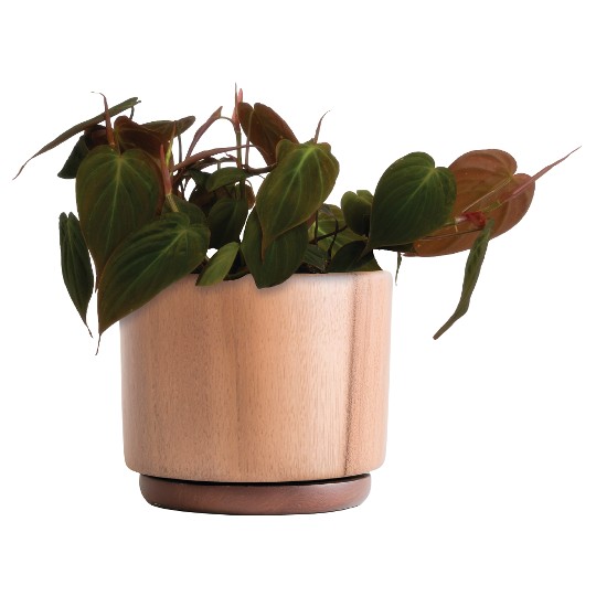 Philodendron Micans