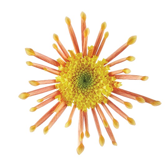 Splash Intense Bronze