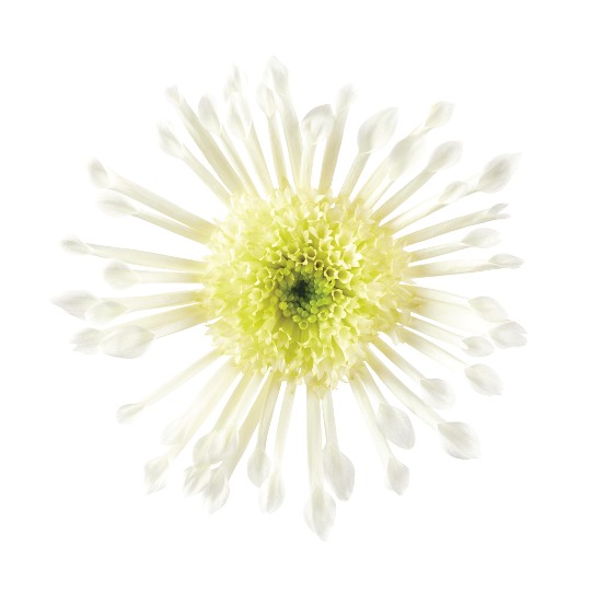 Splash Intense White