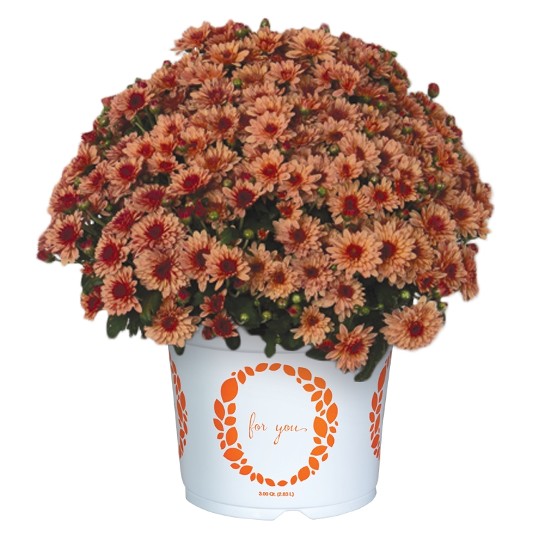 Lively Peach Bicolor