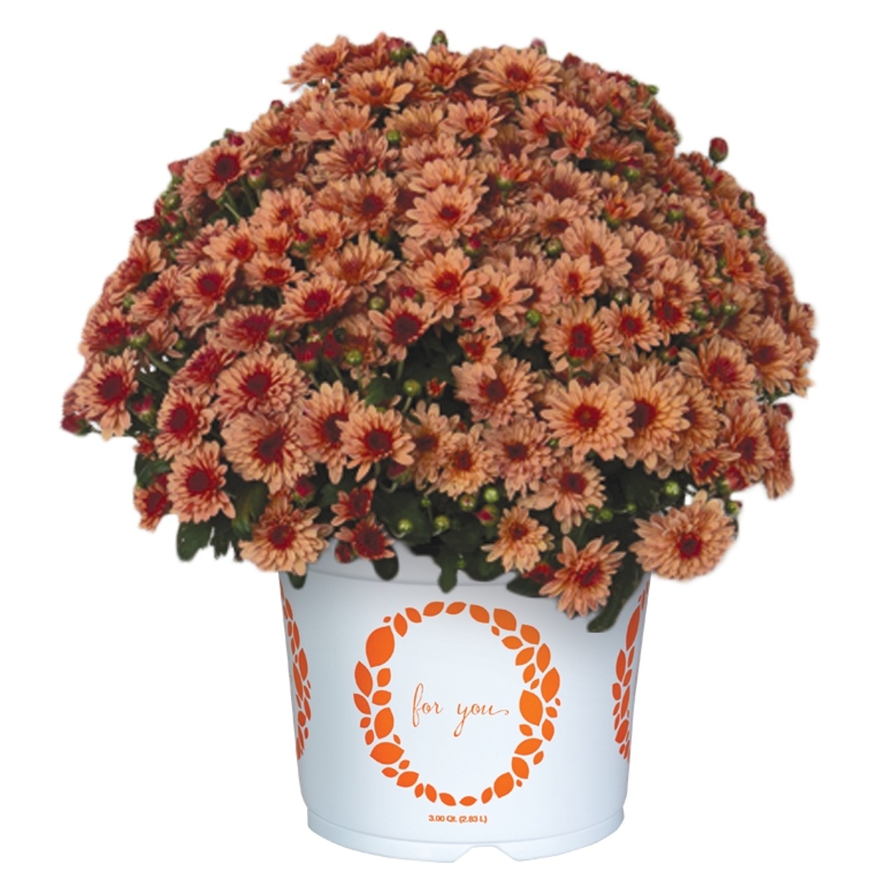 Lively Peach Bicolor - Products - Dümmen Orange