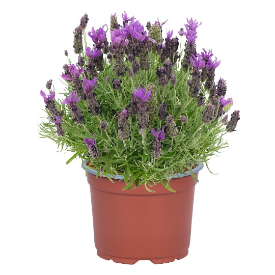 La Diva Standalone Ppl LV20-K0370