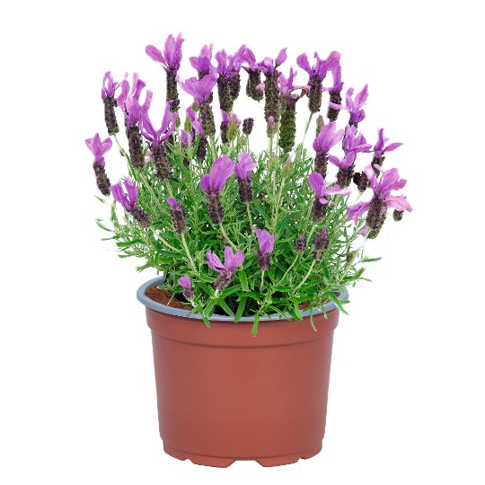 La Diva BFM Ppl LV21-K0218