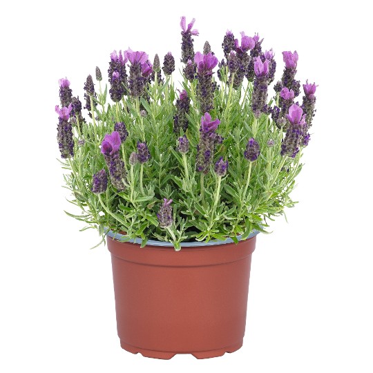 La Diva B Night Ppl LV21-K0357