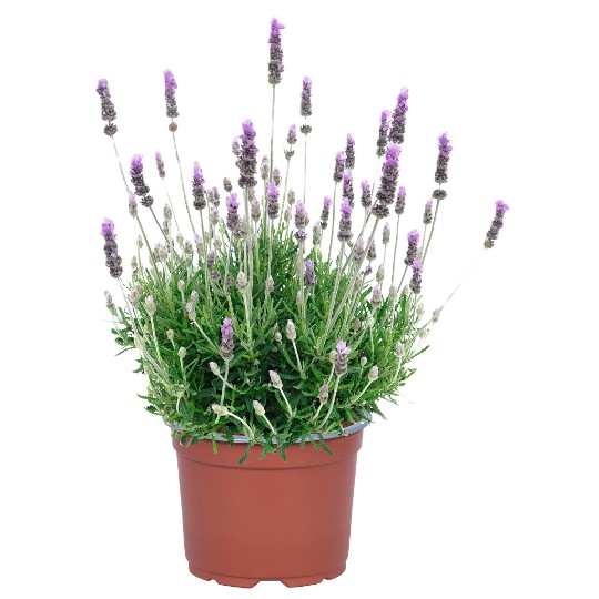 La Diva Imperial 2027 LN21-K0905