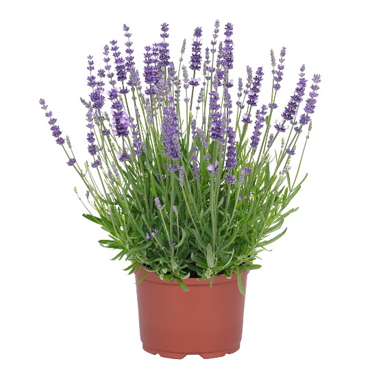 La Diva Spirit Ppl LF21-K0474