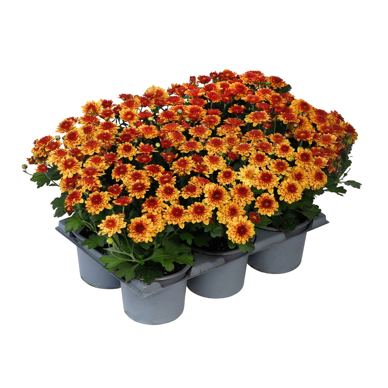 Sunblaze Flame - Products - Dümmen Orange